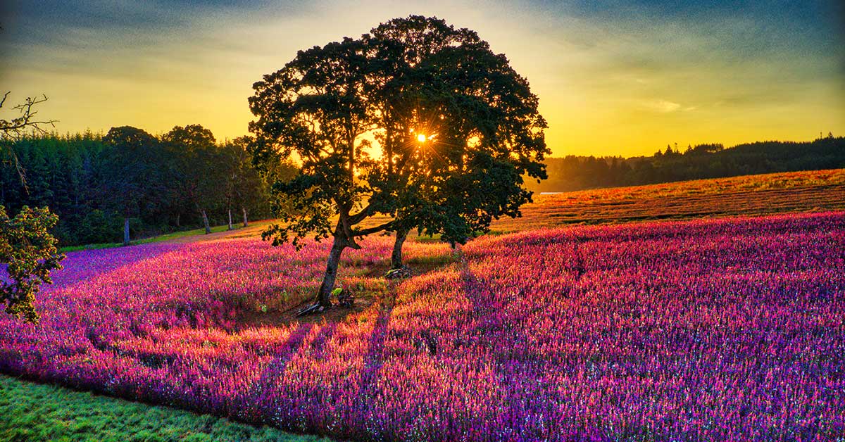 Sunset Farm