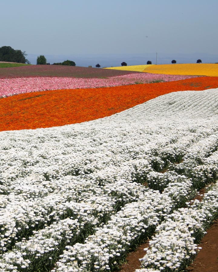 Rows of colorful flowers