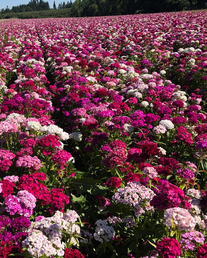 Field of Sweet Williams