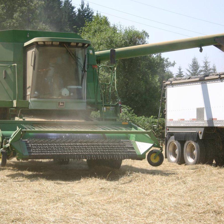 Combine Dumping Seed