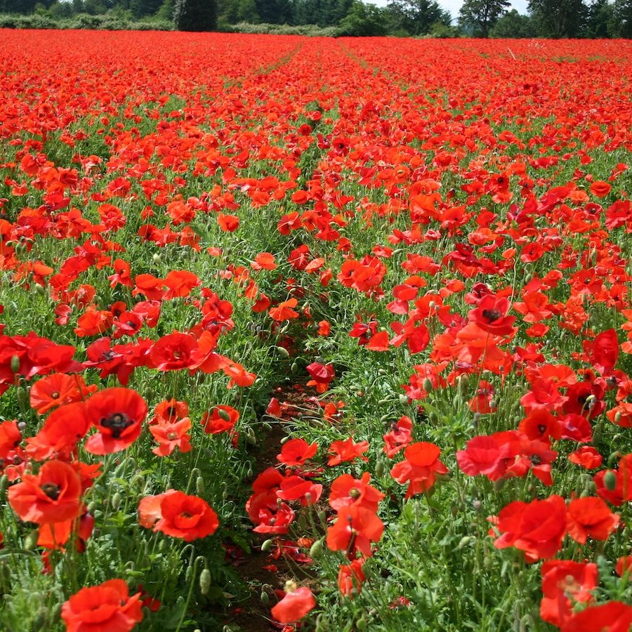 IMG_7685 Angela Rose