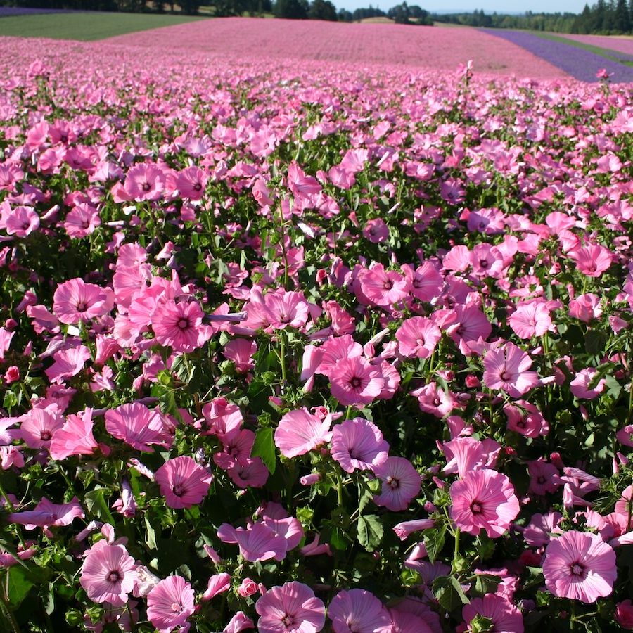 ROSE MALLOW_VALLEY _2016 (11) Angela