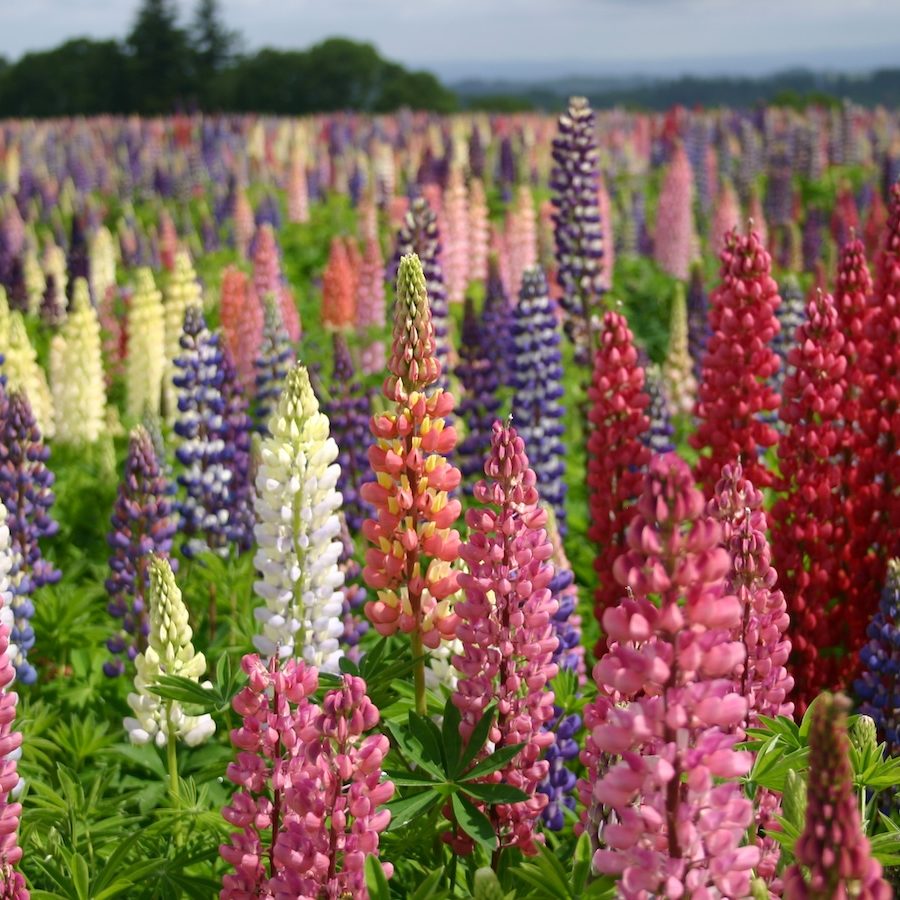 Russell Lupine Tower 2019 (76) Angela