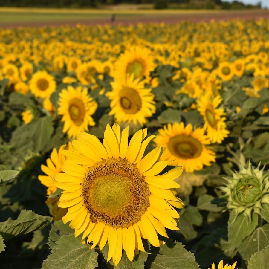 Sunflower Sunspot valley 2020 (41) Angela