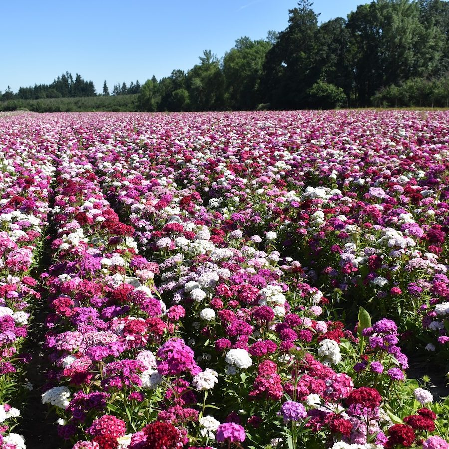 Sweet William_Gibson_June2022 (1) Angela