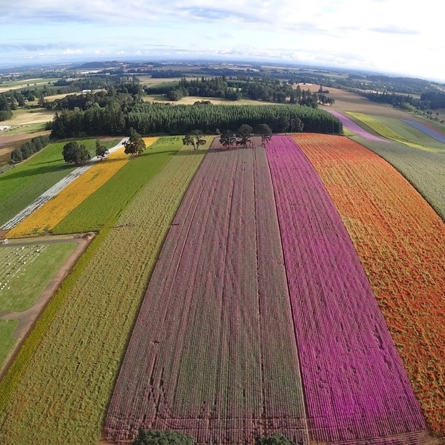 View of cemetary fields looking north 2020 2 Angela