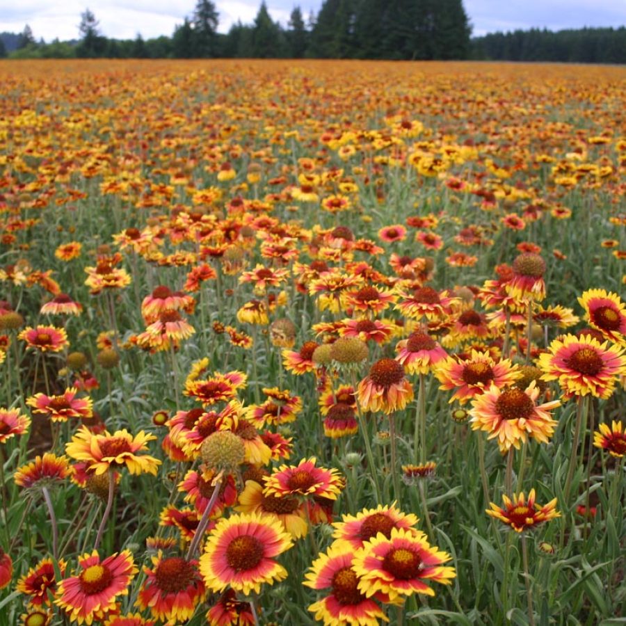 Silverton Wildflower Tours