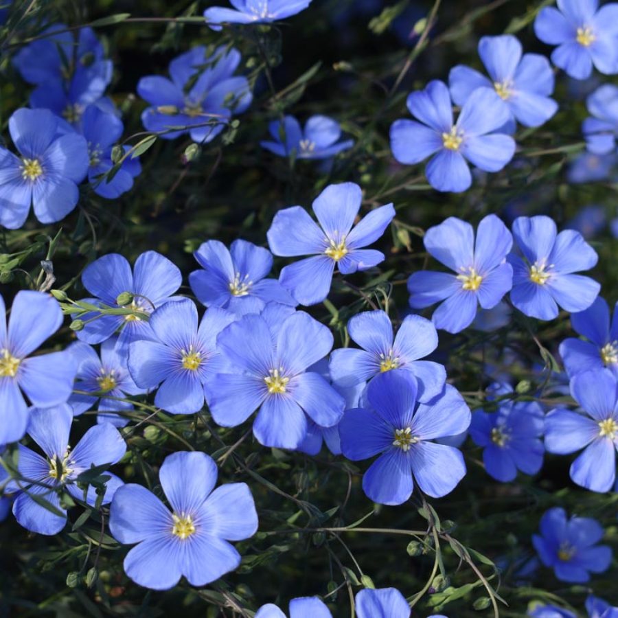 Silverton Wildflower Tours