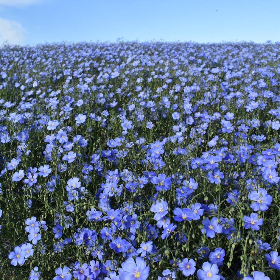 Silverton Wildflower Tours