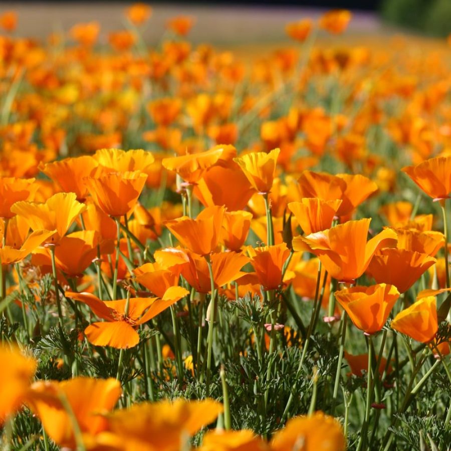 Silverton Wildflower Tours