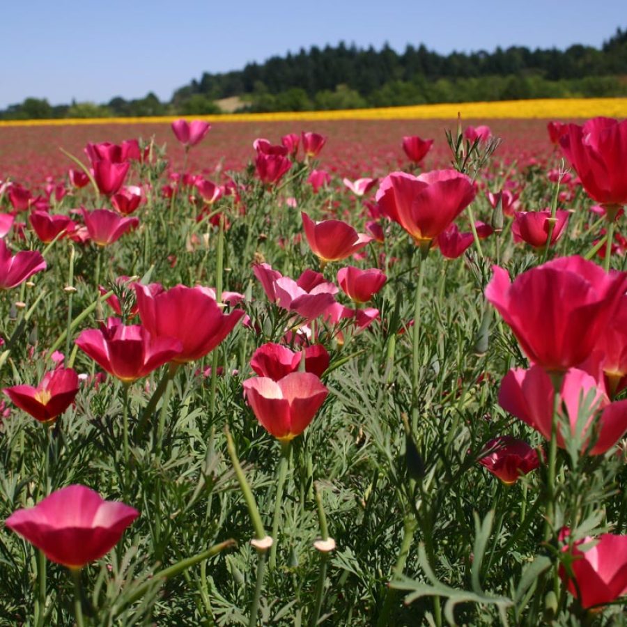 Silverton Wildflower Tours