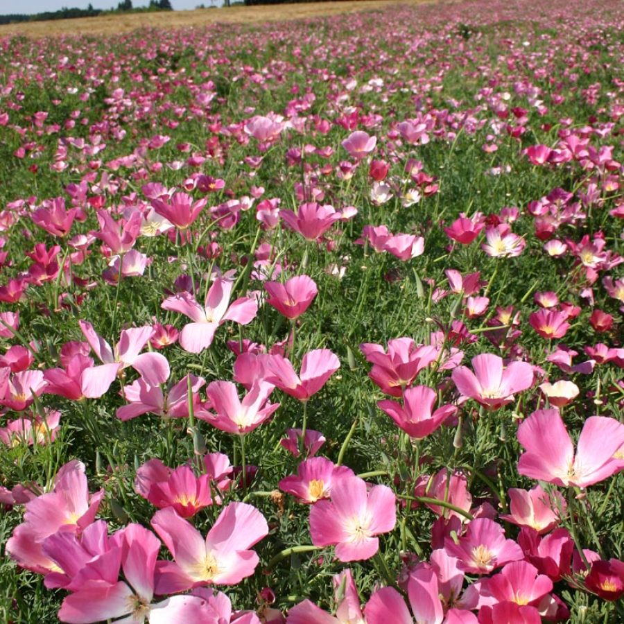 Silverton Wildflower Tours