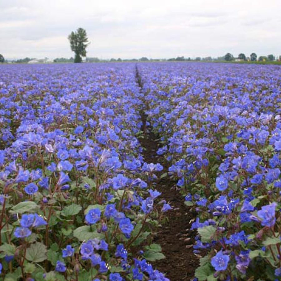 Silverton Wildflower Tours