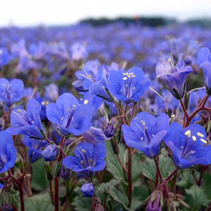 Silverton Wildflower Tours