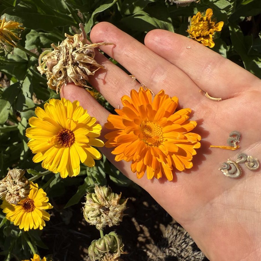 Silverton Wildflower Tours