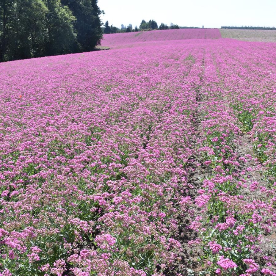 Silverton Wildflower Tours