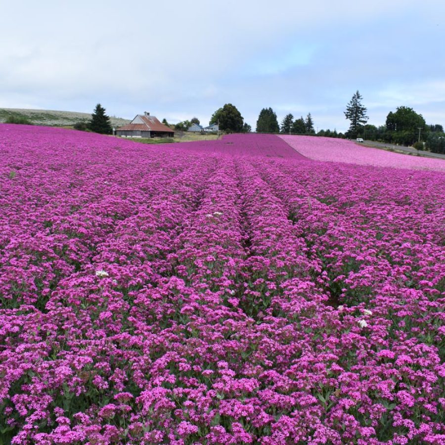 Silverton Wildflower Tours
