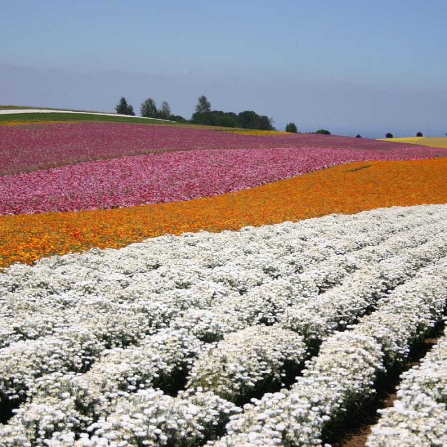 Silverton Wildflower Tours
