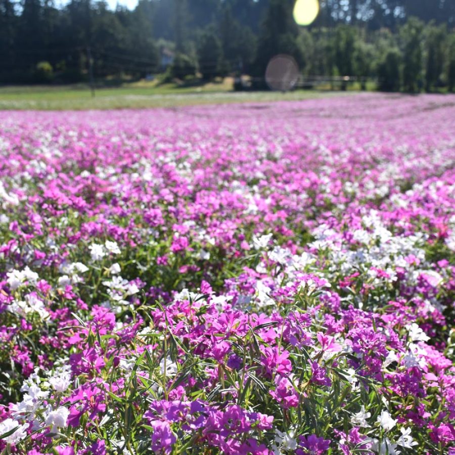 Silverton Wildflower Tours