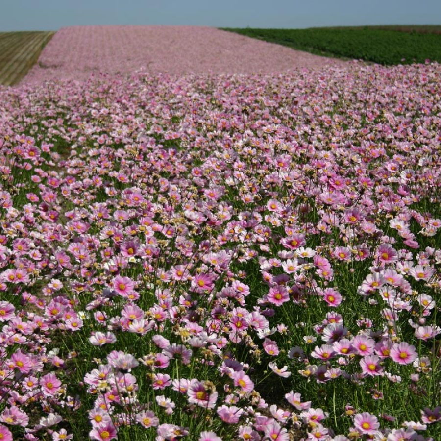 Silverton Wildflower Tours