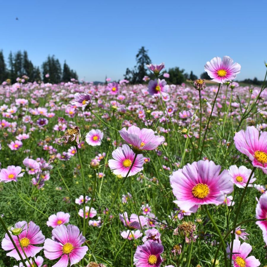 Silverton Wildflower Tours