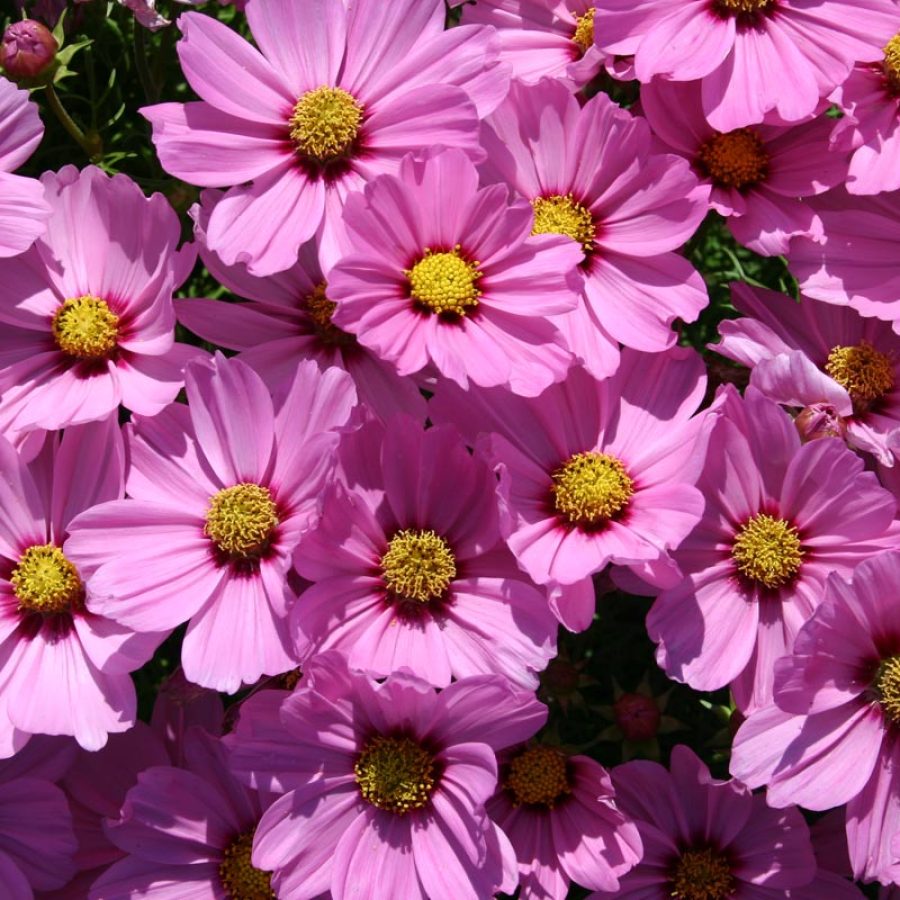 Silverton Wildflower Tours