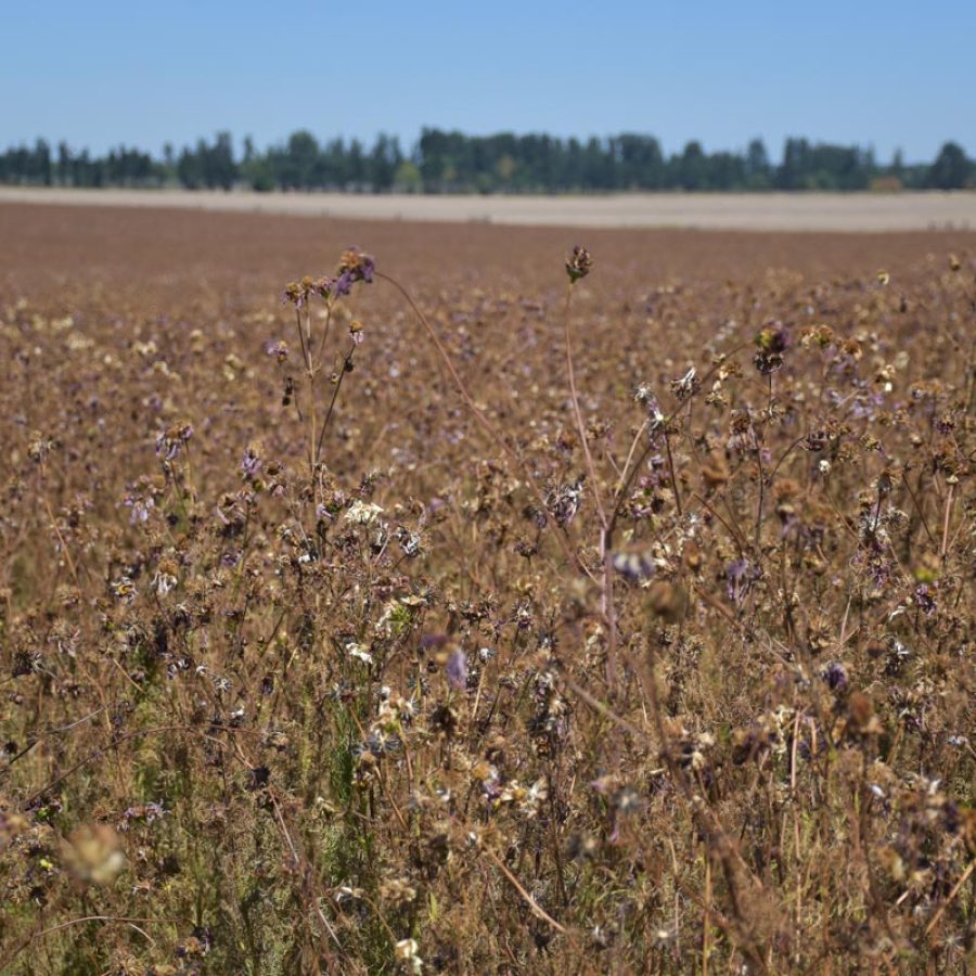 Silverton Wildflower Tours