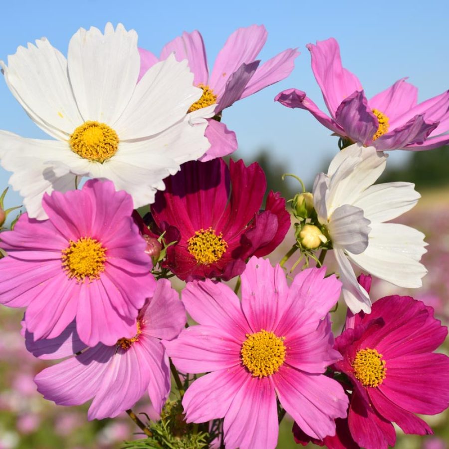 Silverton Wildflower Tours