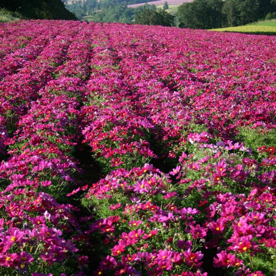 Silverton Wildflower Tours