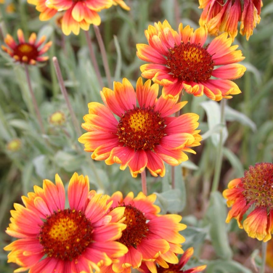 Silverton Wildflower Tours