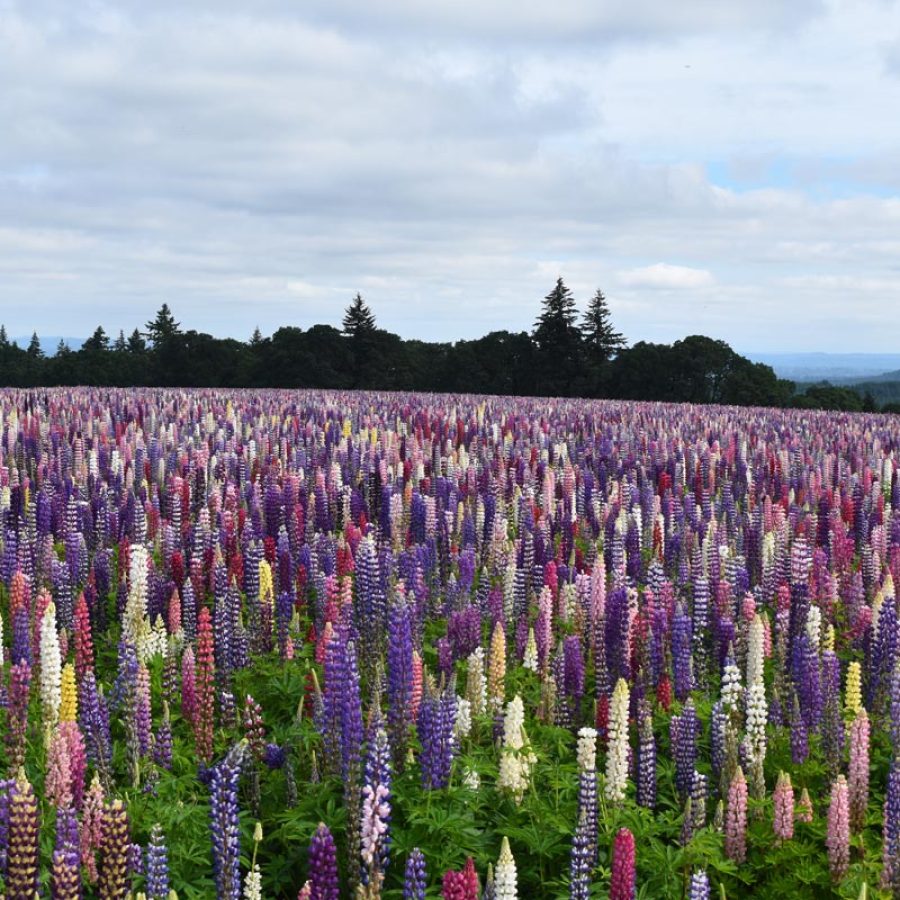 Silverton Wildflower Tours