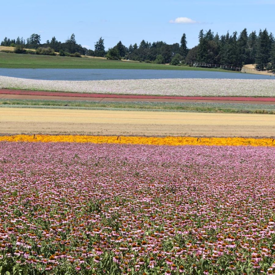 Silverton Wildflower Tours