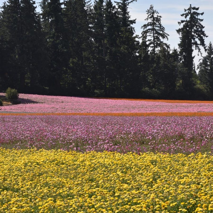Silverton Wildflower Tours