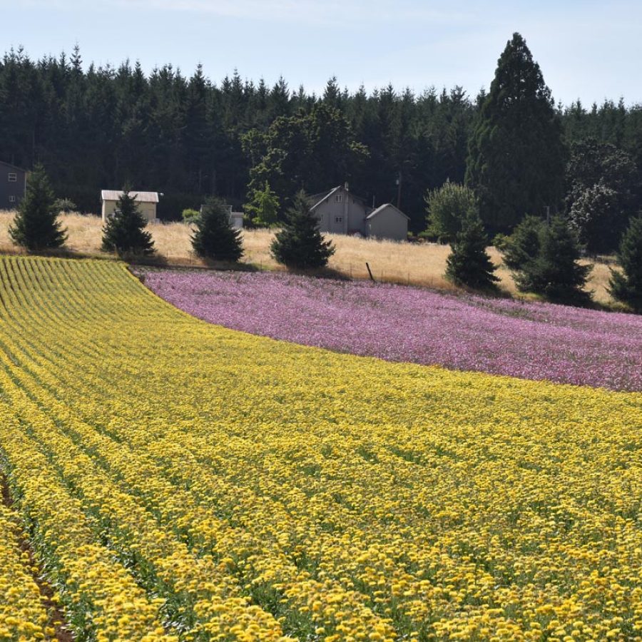 Silverton Wildflower Tours