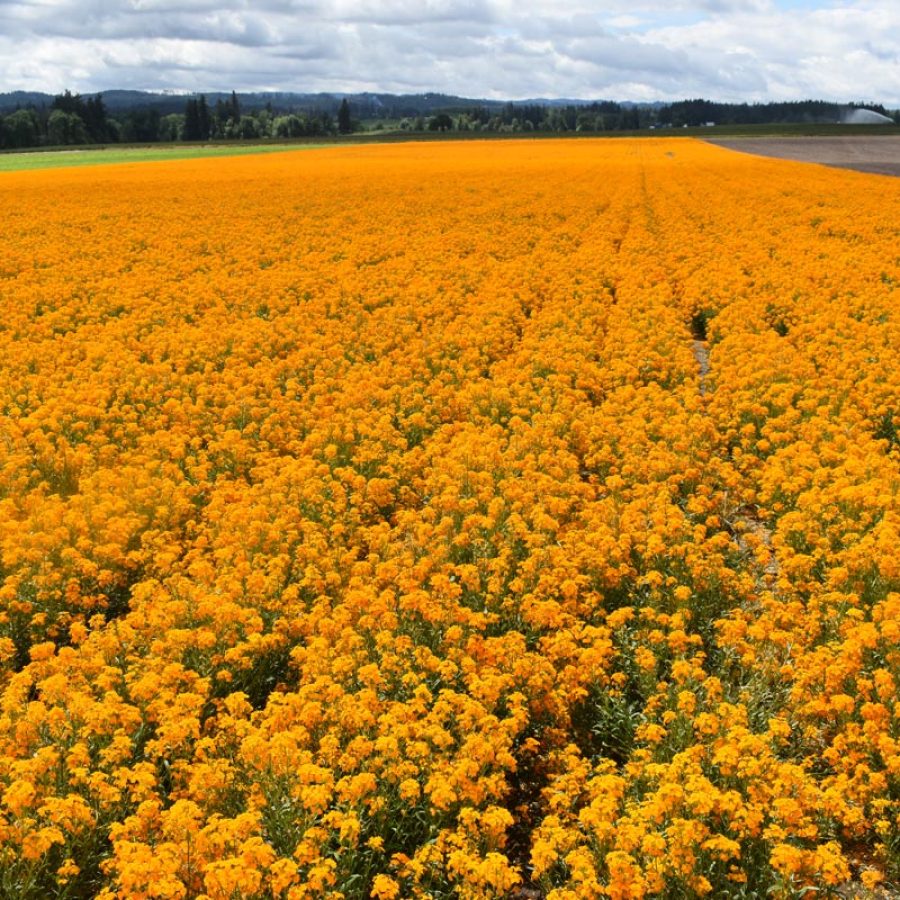 Silverton Wildflower Tours
