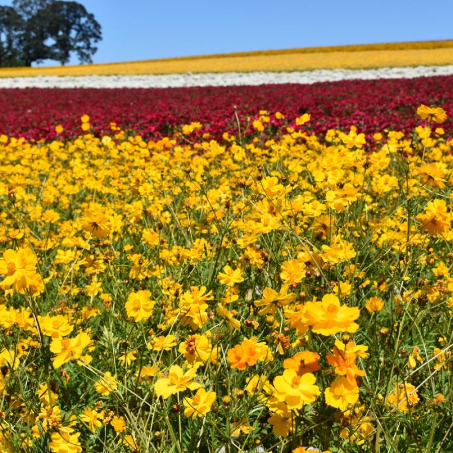 Silverton Wildflower Tours