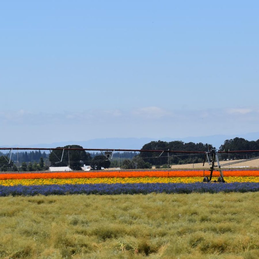Silverton Wildflower Tours