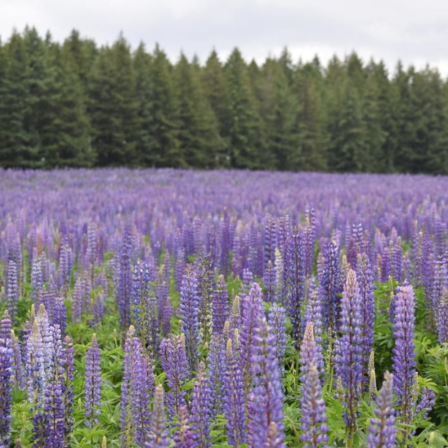 Silverton Wildflower Tours