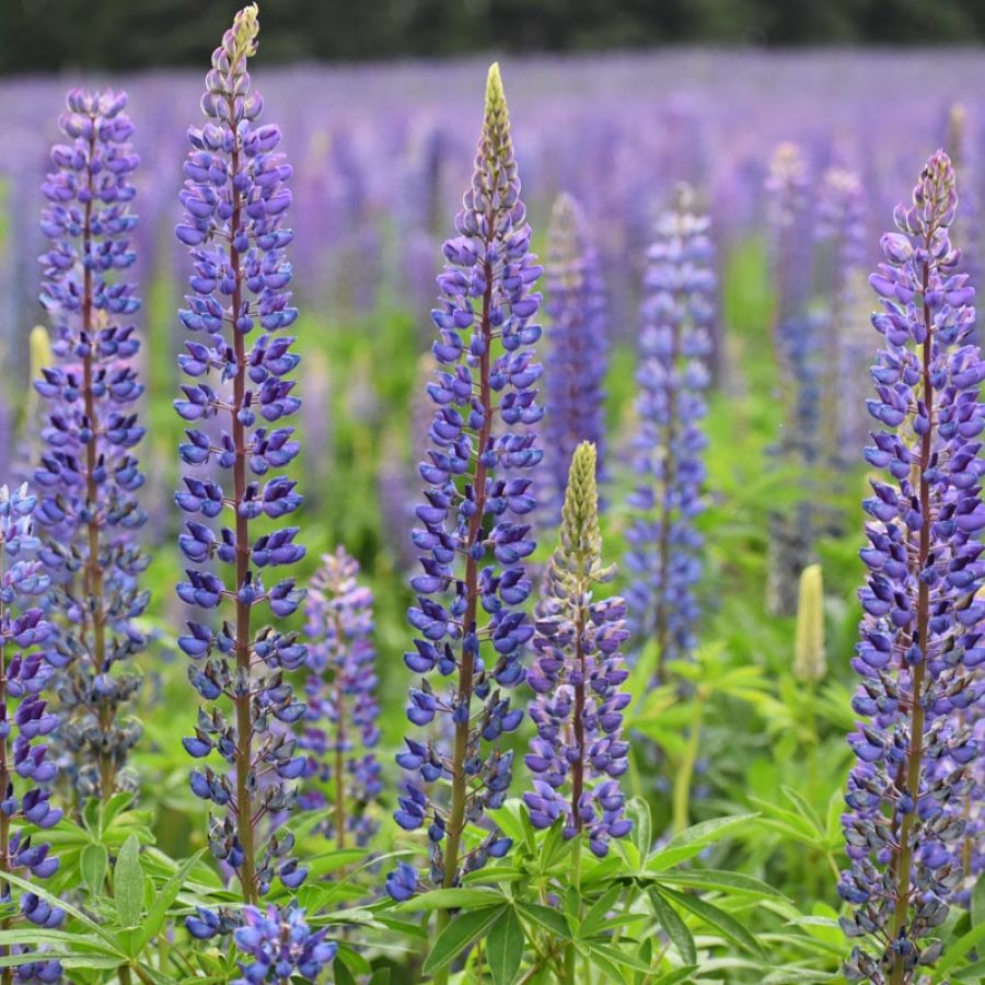 Silverton Wildflower Tours
