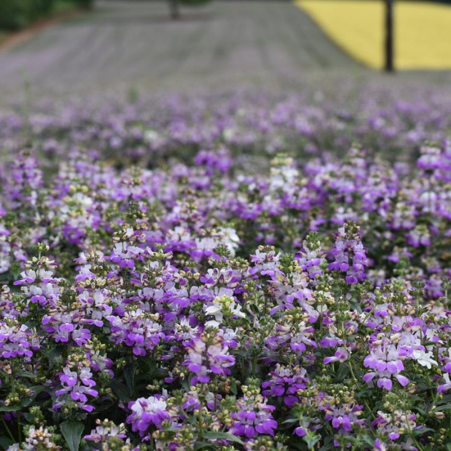 Silverton Wildflower Tours