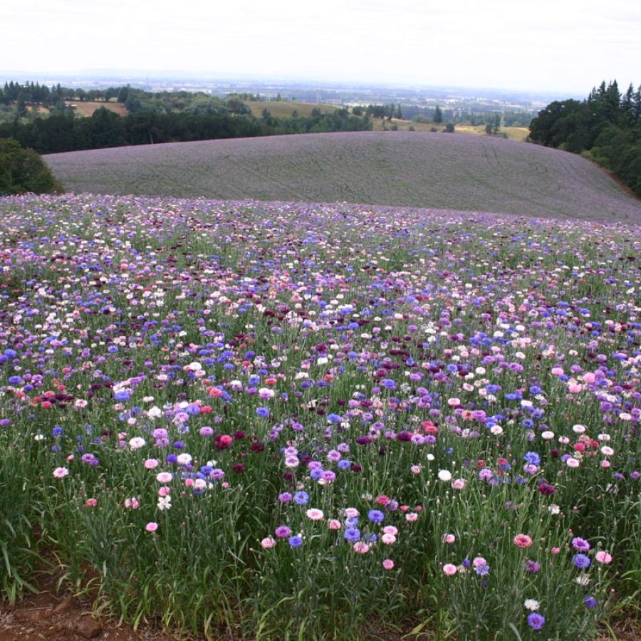 Silverton Wildflower Tours