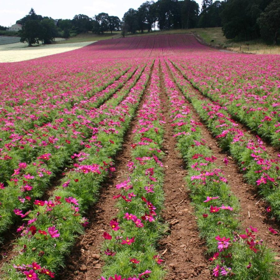 Silverton Wildflower Tours