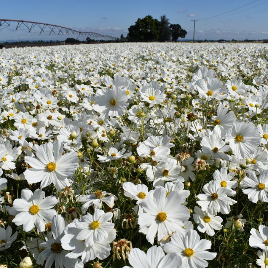 Silverton Wildflower Tours