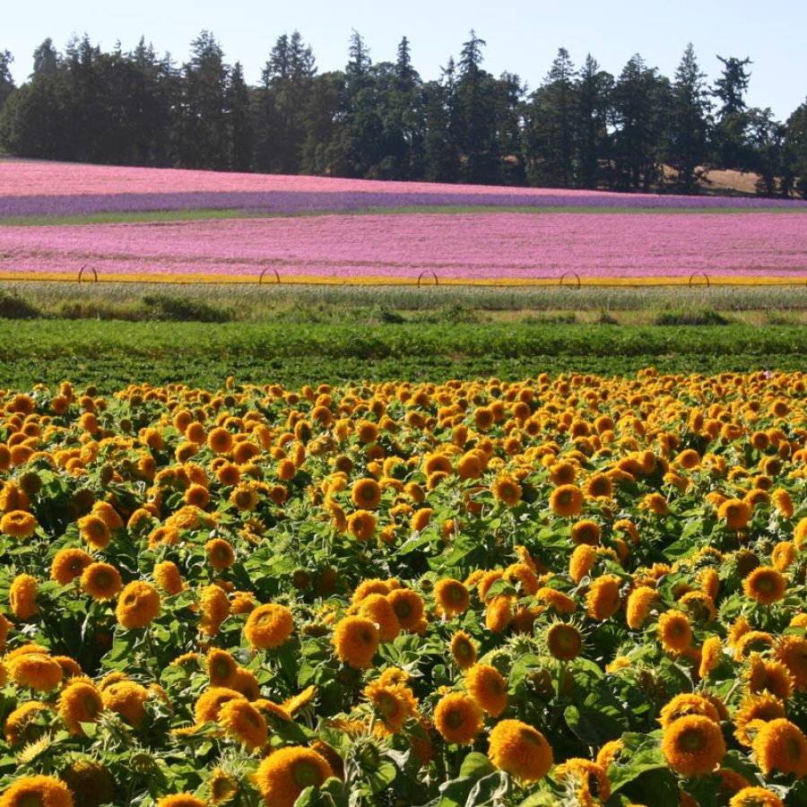 Silverton Wildflower Tours