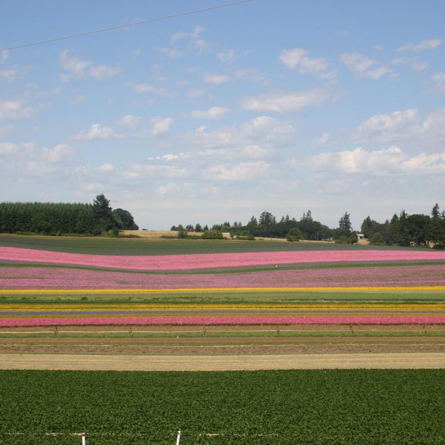 Silverton Wildflower Tours