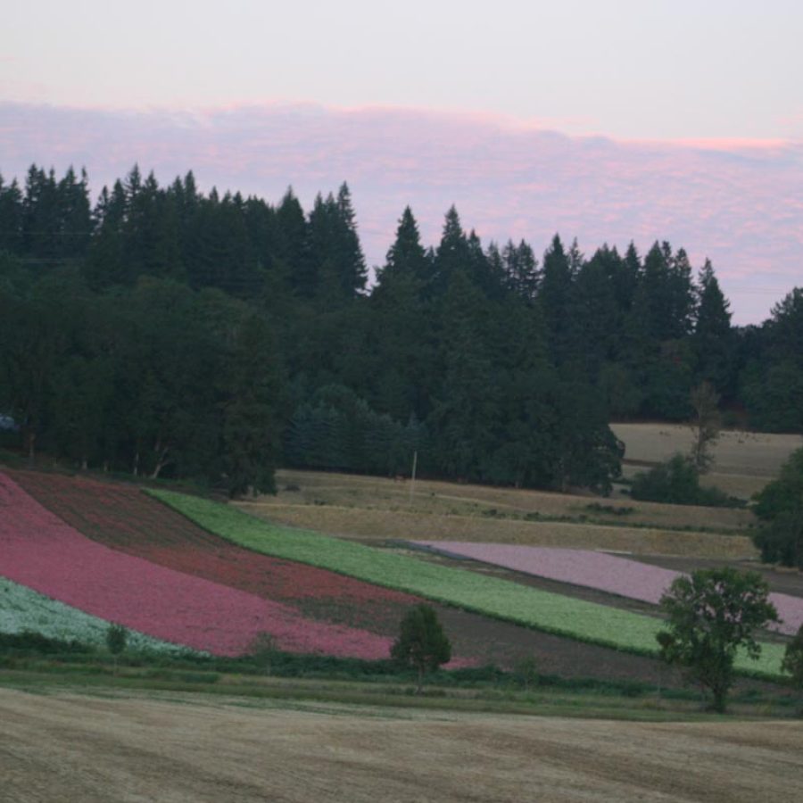 Silverton Wildflower Tours