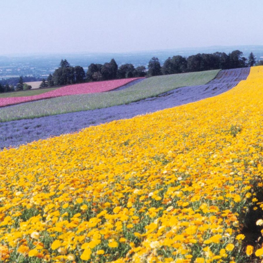 Silverton Wildflower Tours