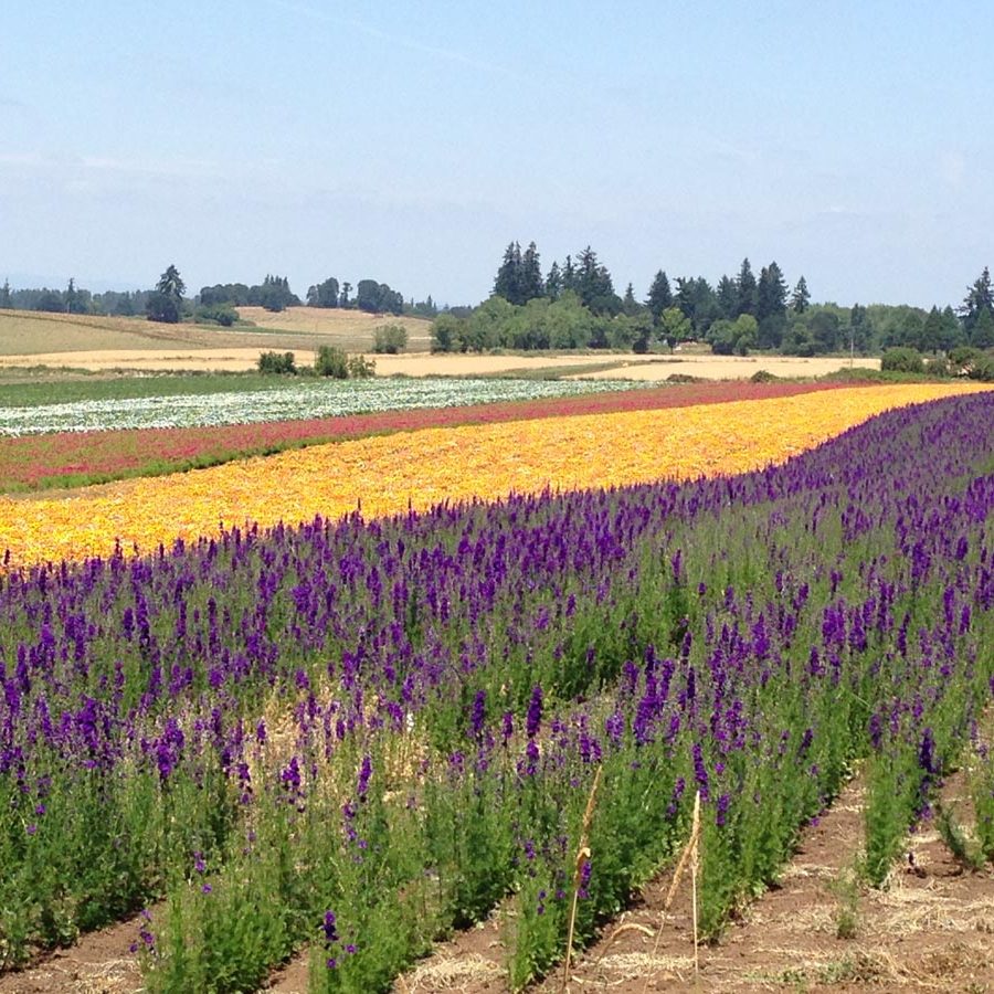 Silverton Wildflower Tours
