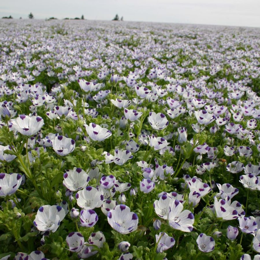 Silverton Wildflower Tours