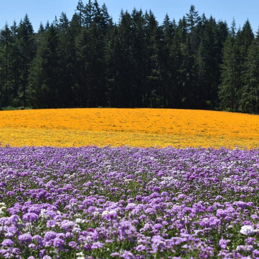 Silverton Wildflower Tours